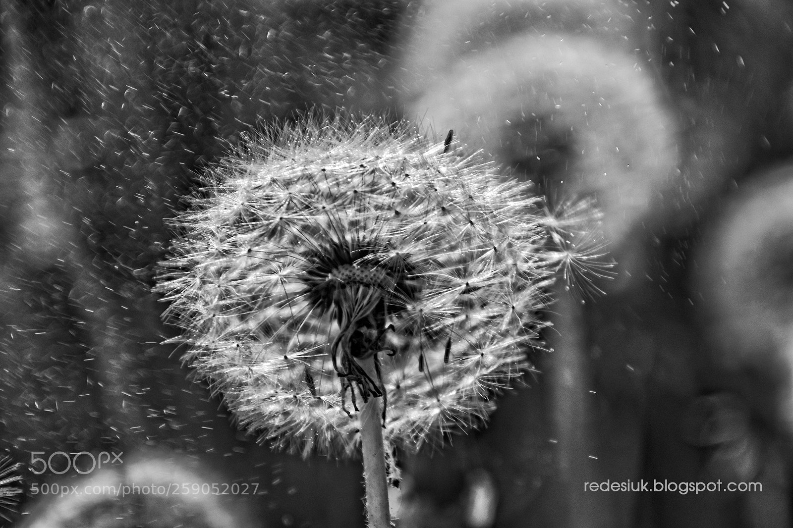 Nikon D5500 sample photo. Http redesiuk.blogspot.com 2018 05 photography