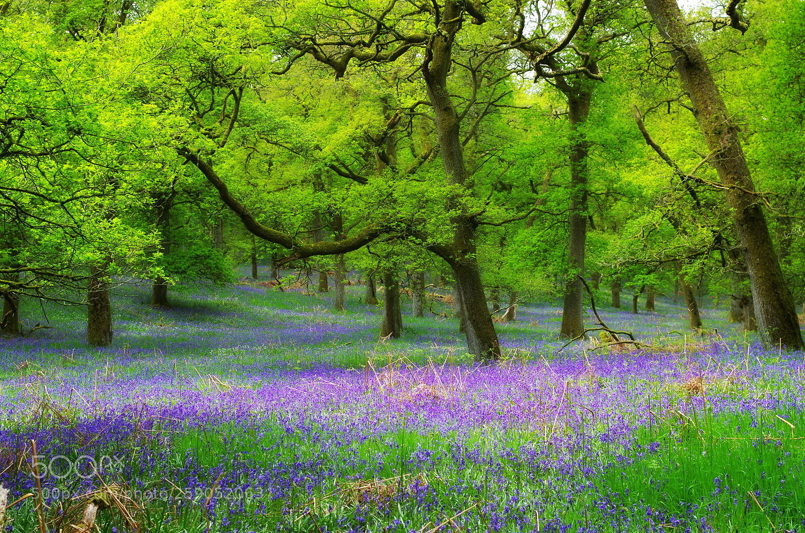 Pentax K-50 sample photo. Kinclaven woods bluebells photography