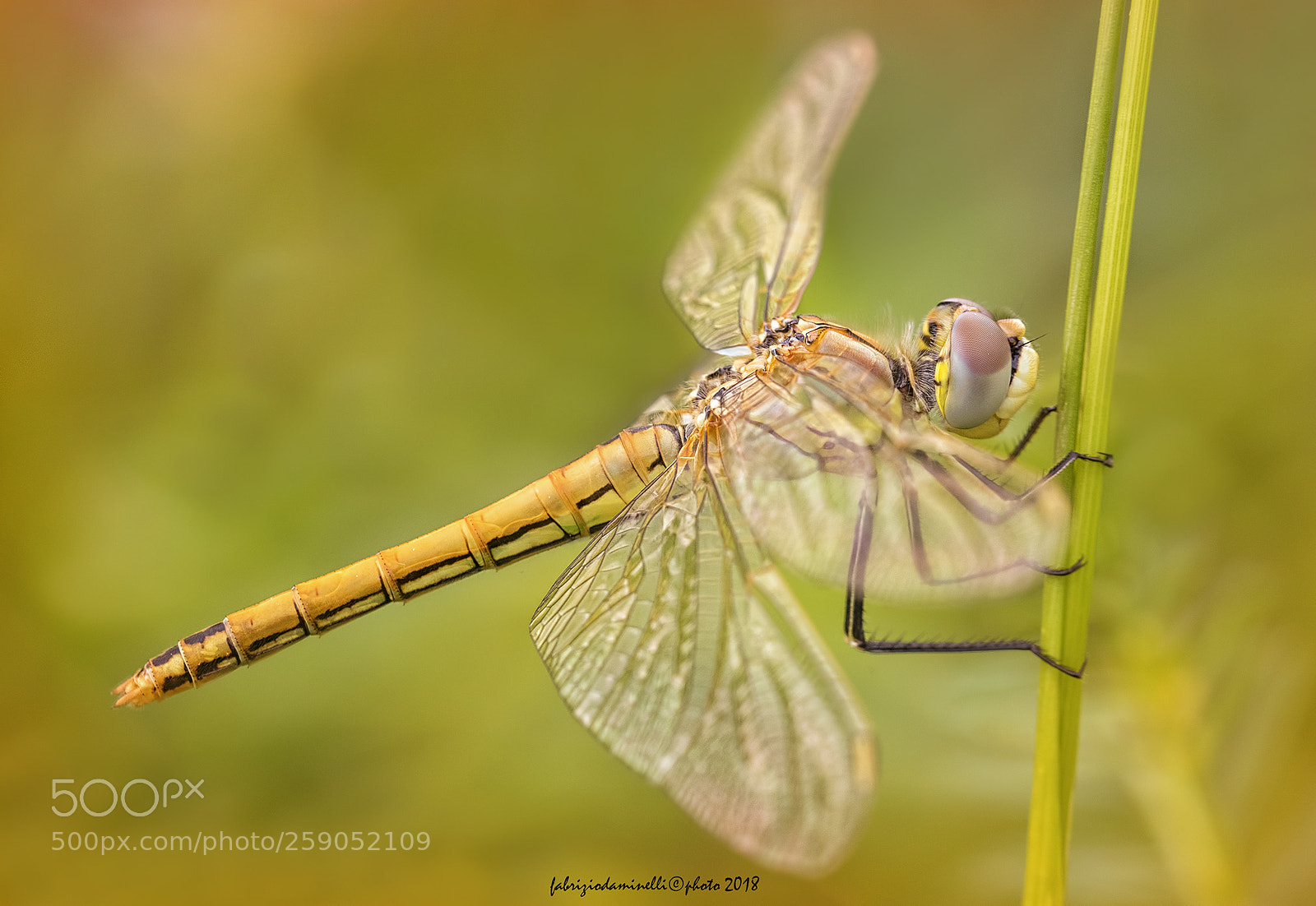 Canon EOS 7D Mark II sample photo. Red-veined darter photography
