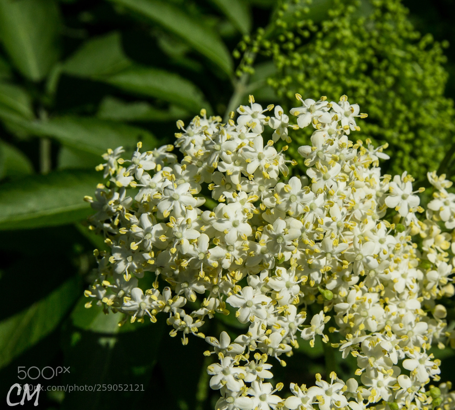 Canon EOS 1200D (EOS Rebel T5 / EOS Kiss X70 / EOS Hi) sample photo. Elderflowers photography