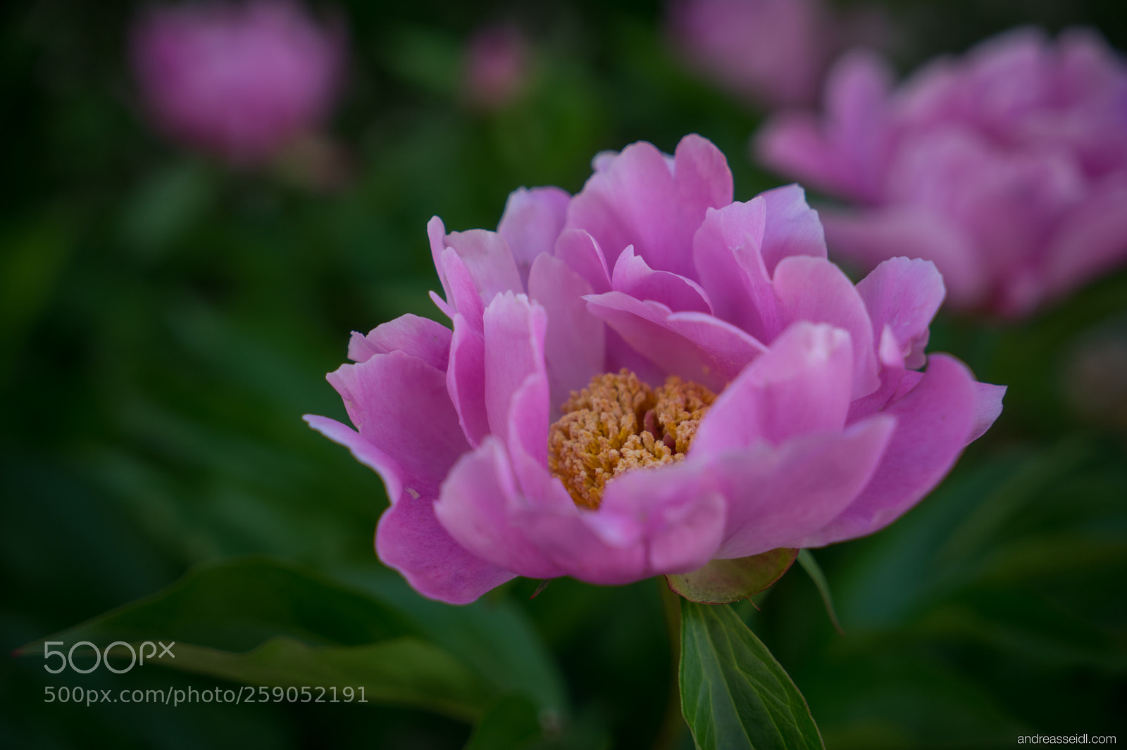 Sony a7 sample photo. Pfingstrose photography