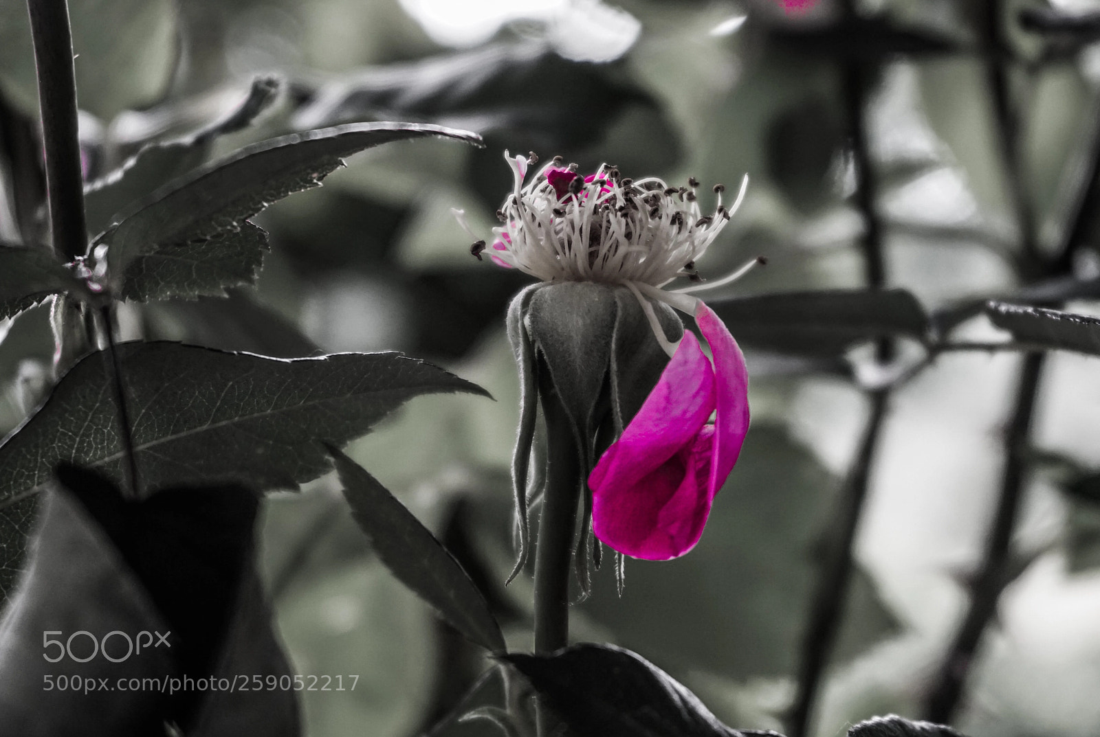 Sony a6000 sample photo. Untitled photography