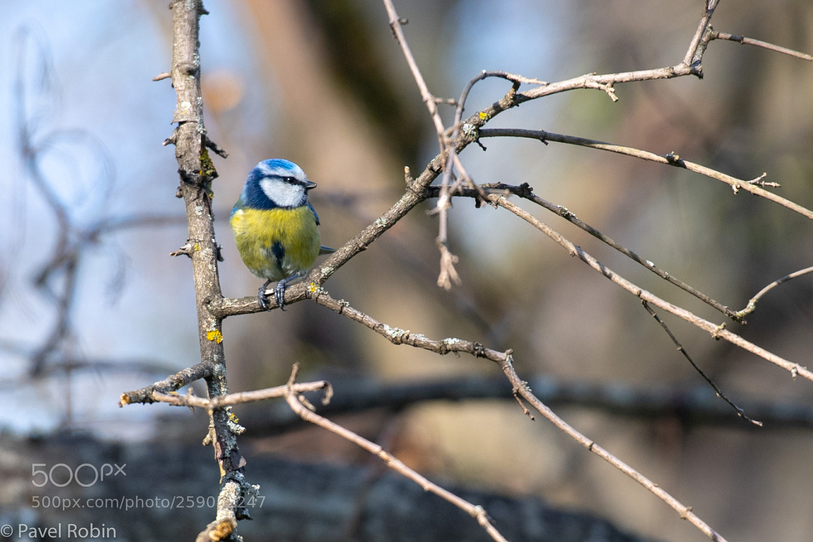Nikon D5 sample photo. Titmouse photography