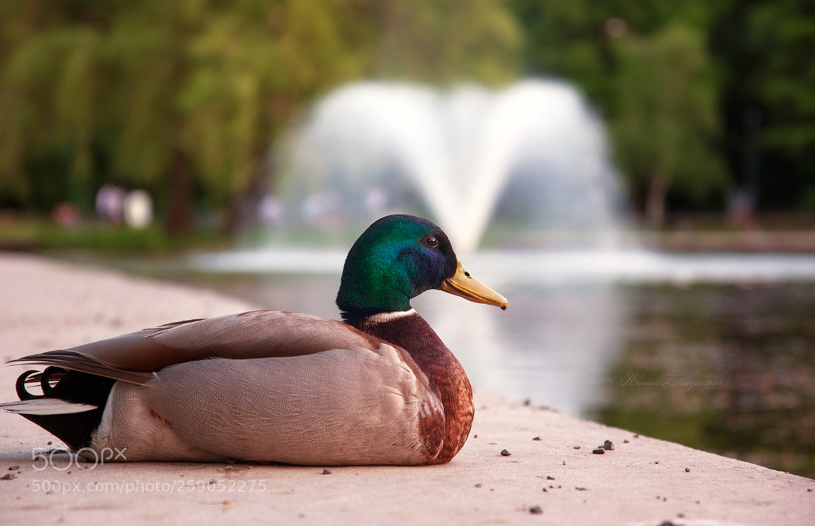 Canon EOS 60D sample photo. Siesta photography