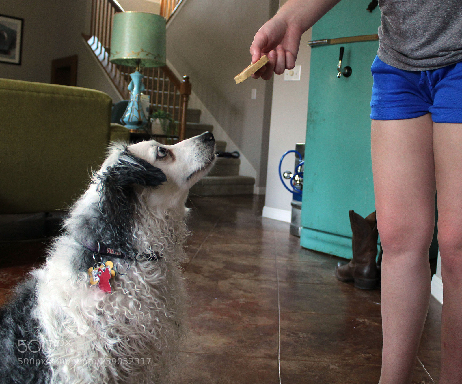 Canon EOS 1200D (EOS Rebel T5 / EOS Kiss X70 / EOS Hi) sample photo. Give your pet treats photography