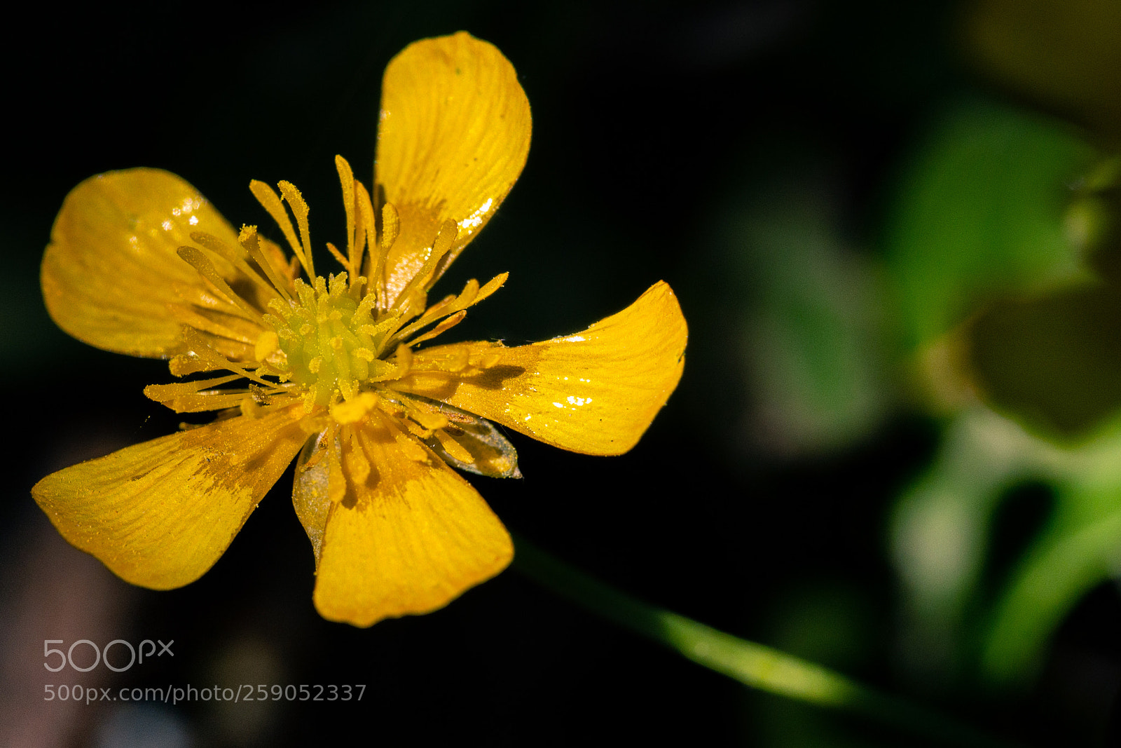 Canon EOS 6D sample photo. Yellow flower photography