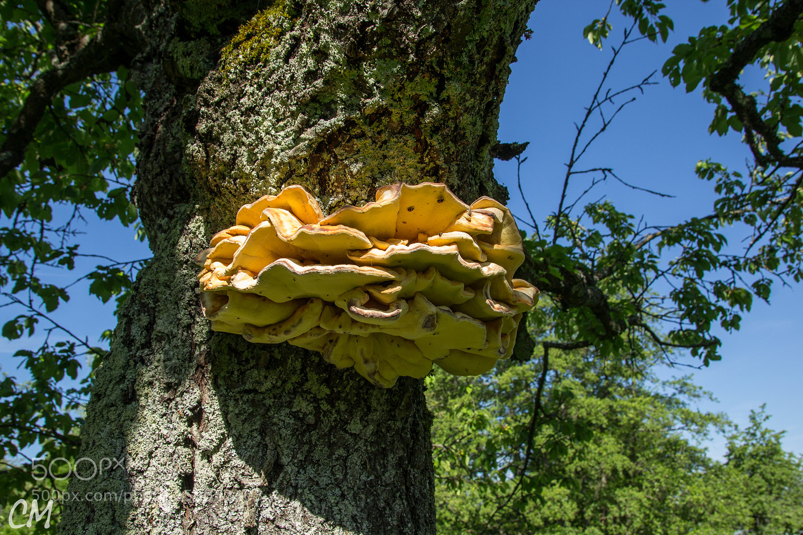 Canon EOS 1200D (EOS Rebel T5 / EOS Kiss X70 / EOS Hi) sample photo. Laetiporus sulphureus[ photography