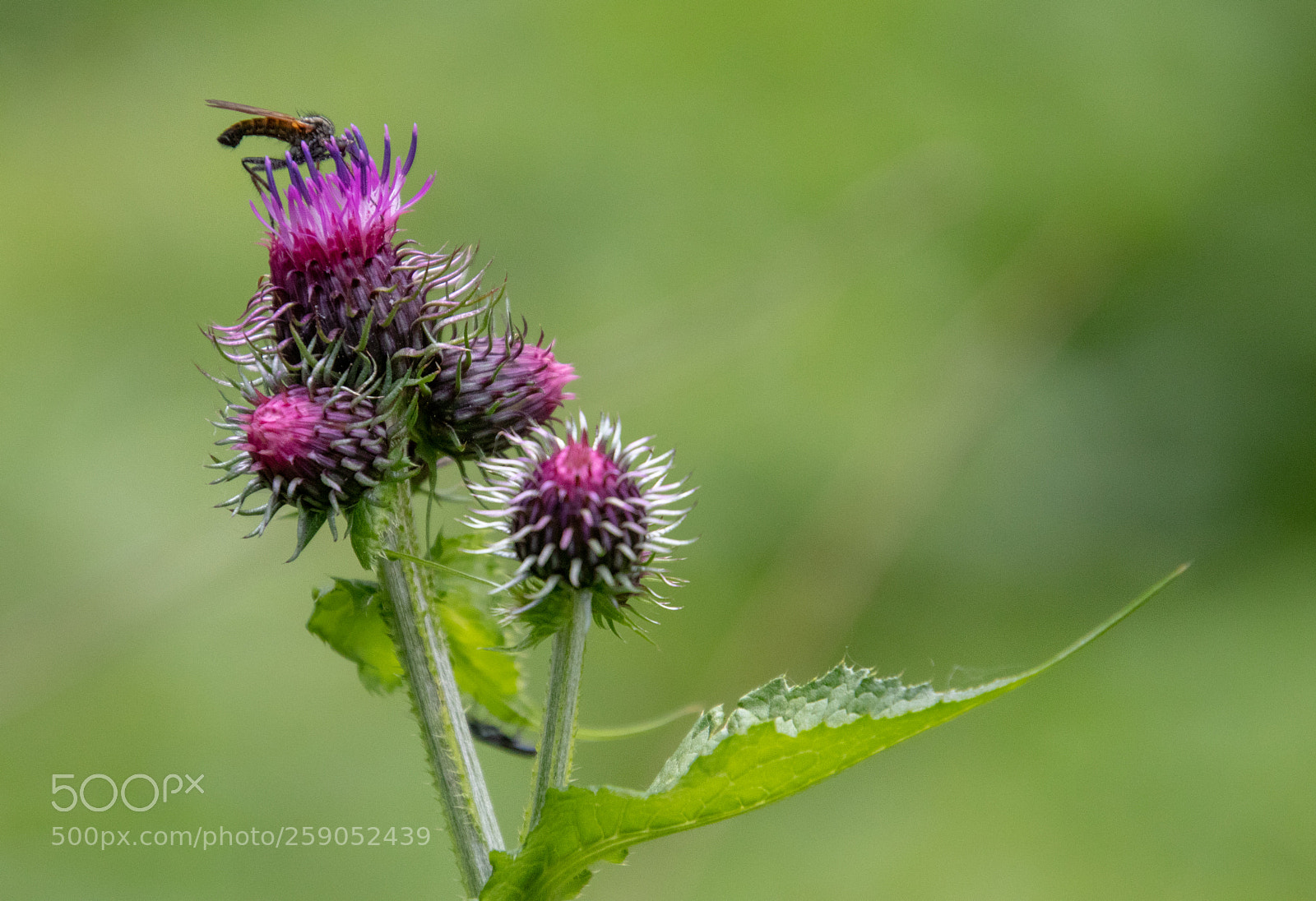 Canon EOS 80D sample photo. Le d ner du photography