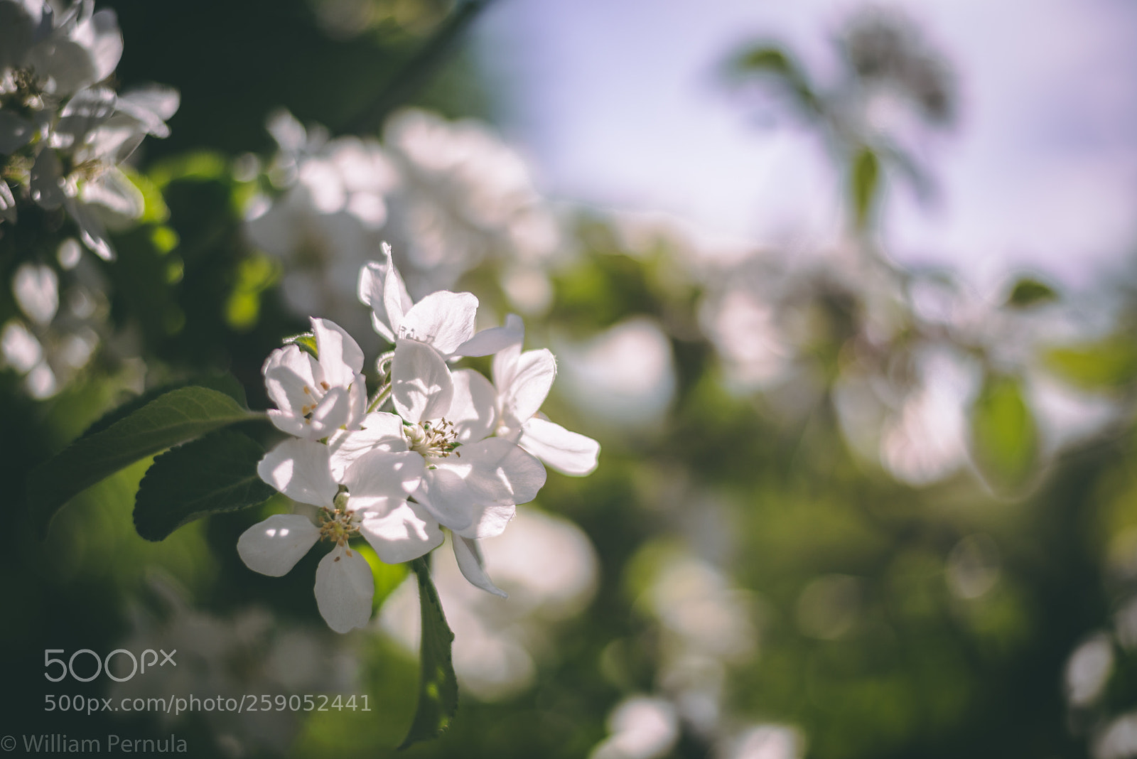 Nikon D800 sample photo. Blossom photography