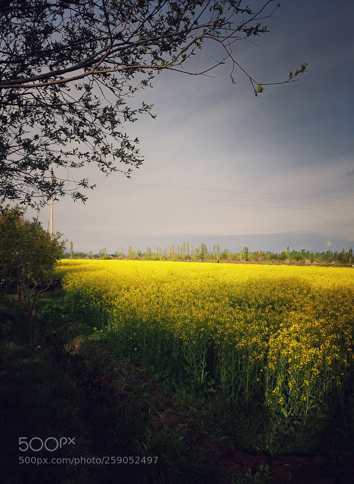 Samsung Galaxy J5 sample photo. #rapeseed_farm photography