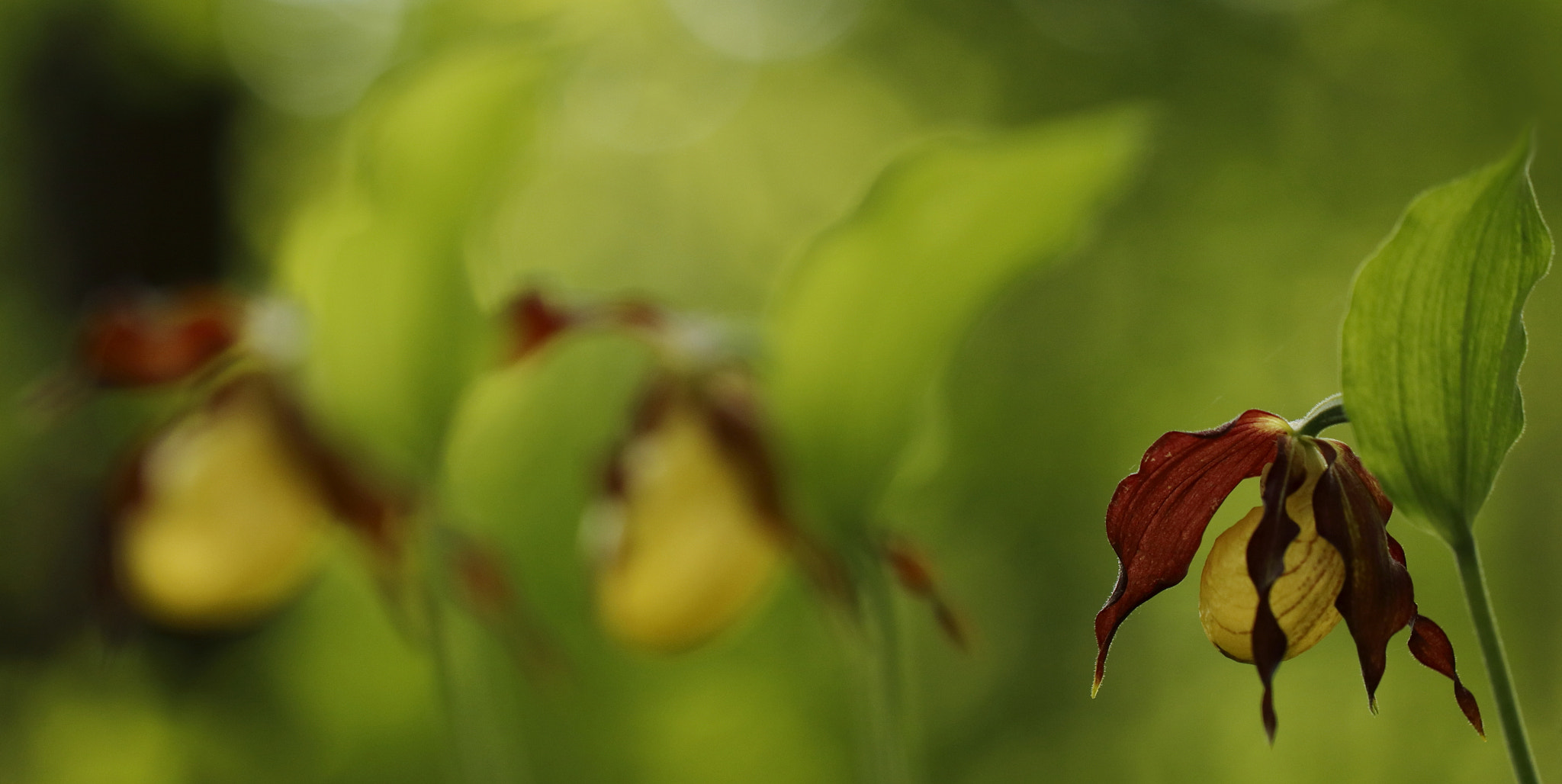 Canon EF 100mm F2.8L Macro IS USM sample photo. Drei photography