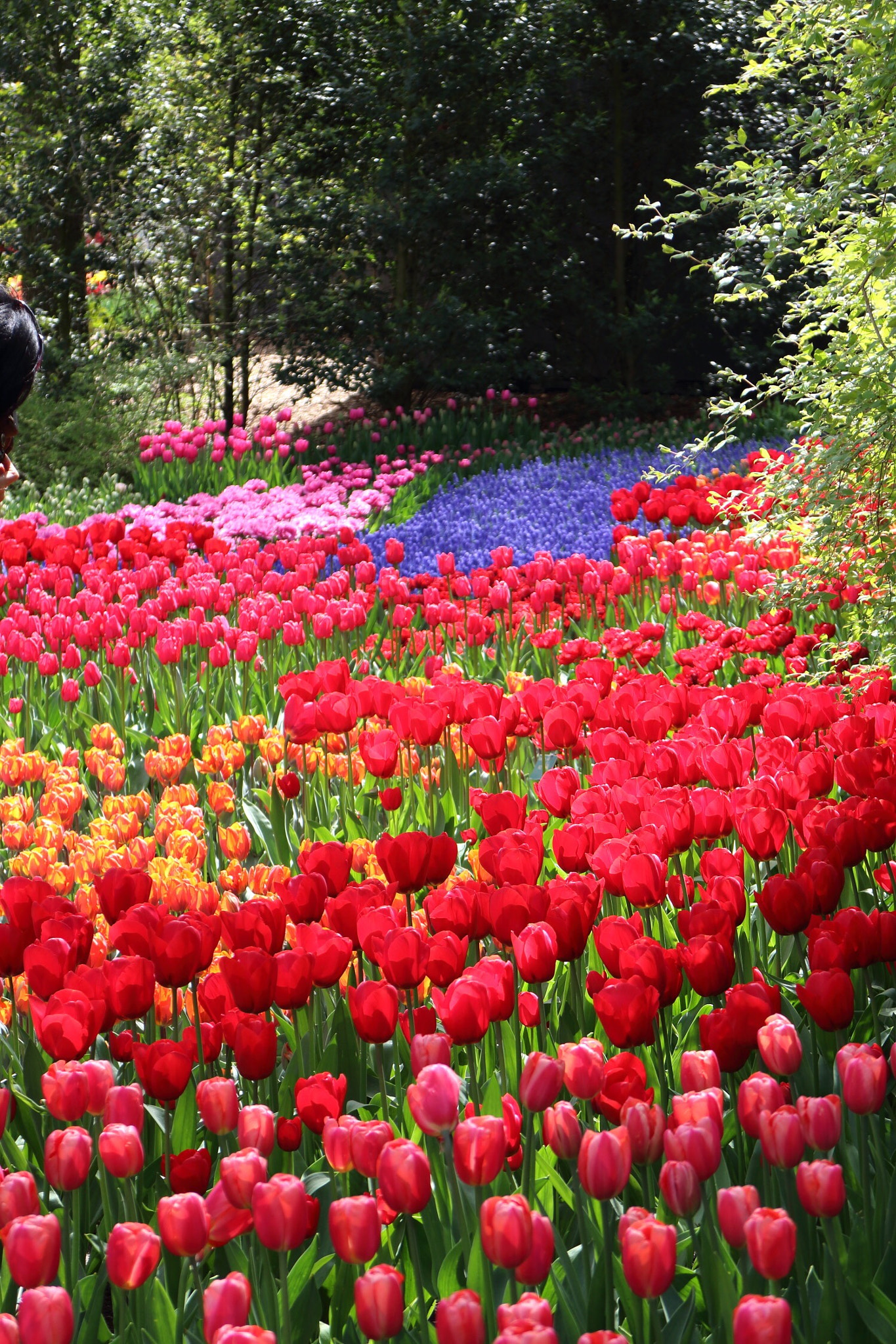 Canon EOS M sample photo. Fields of flowers photography