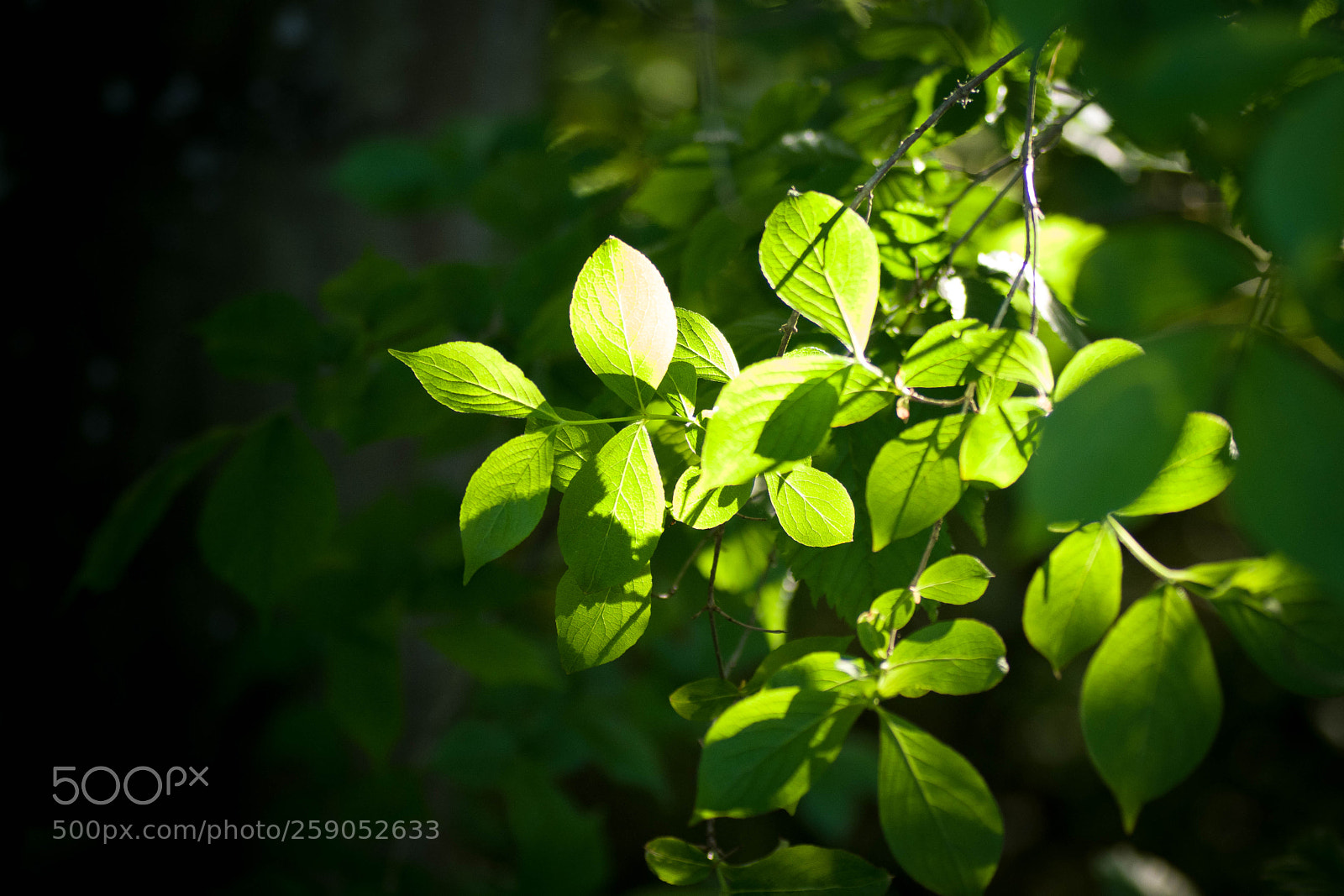 Pentax K-70 sample photo. Spring photography
