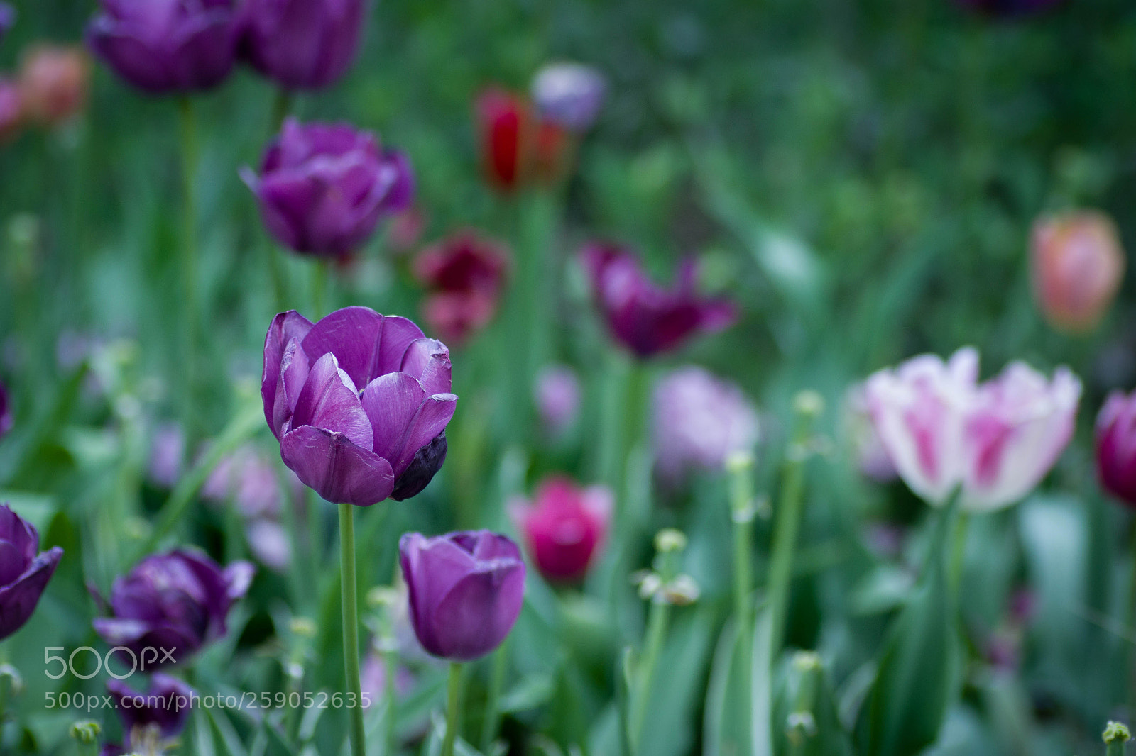 Pentax K-70 sample photo. Violets photography