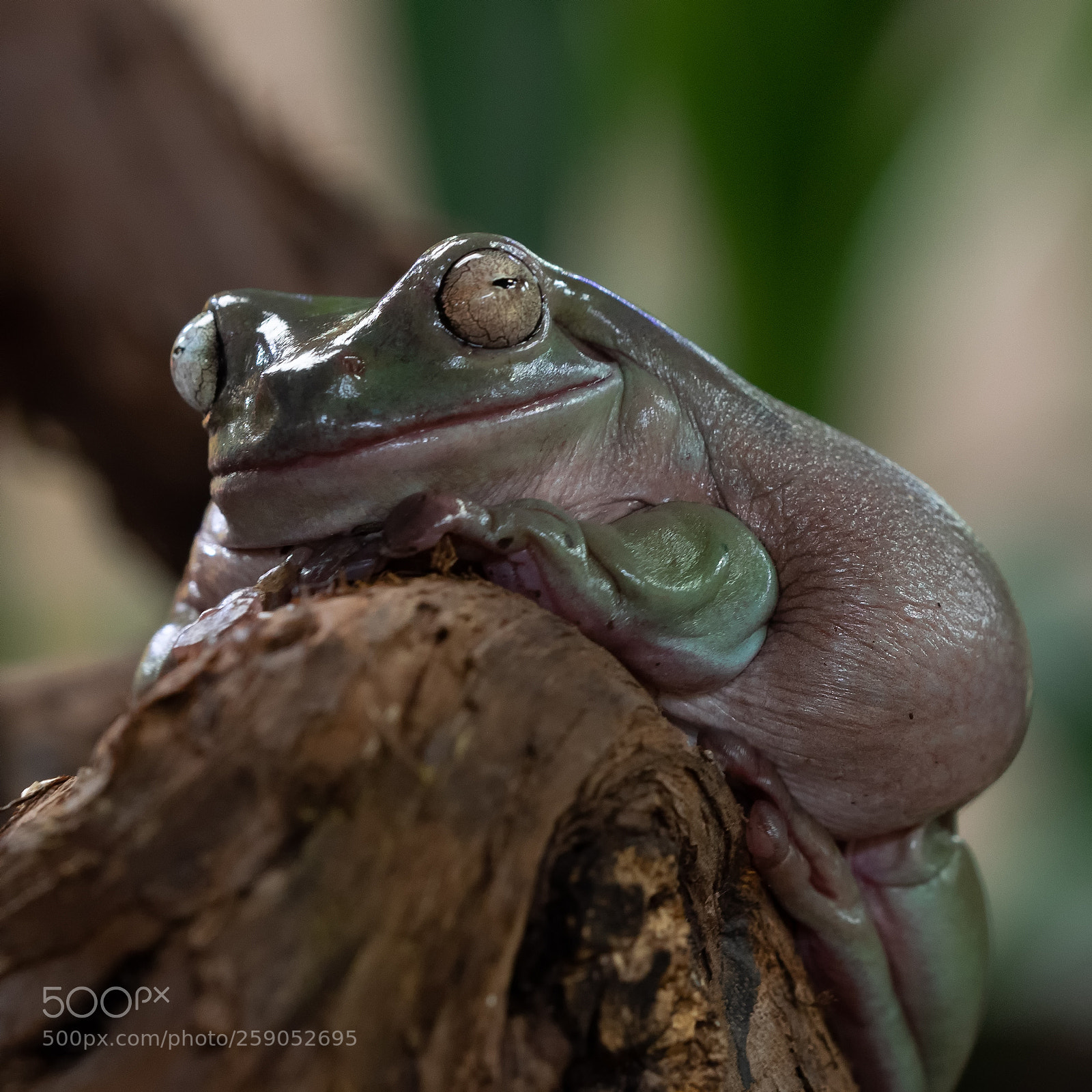 Olympus OM-D E-M1 sample photo. Laubfrosch... photography