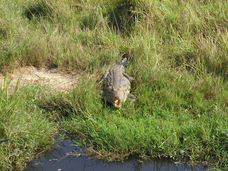 Olympus C4040Z sample photo. Nile river crocodille photography