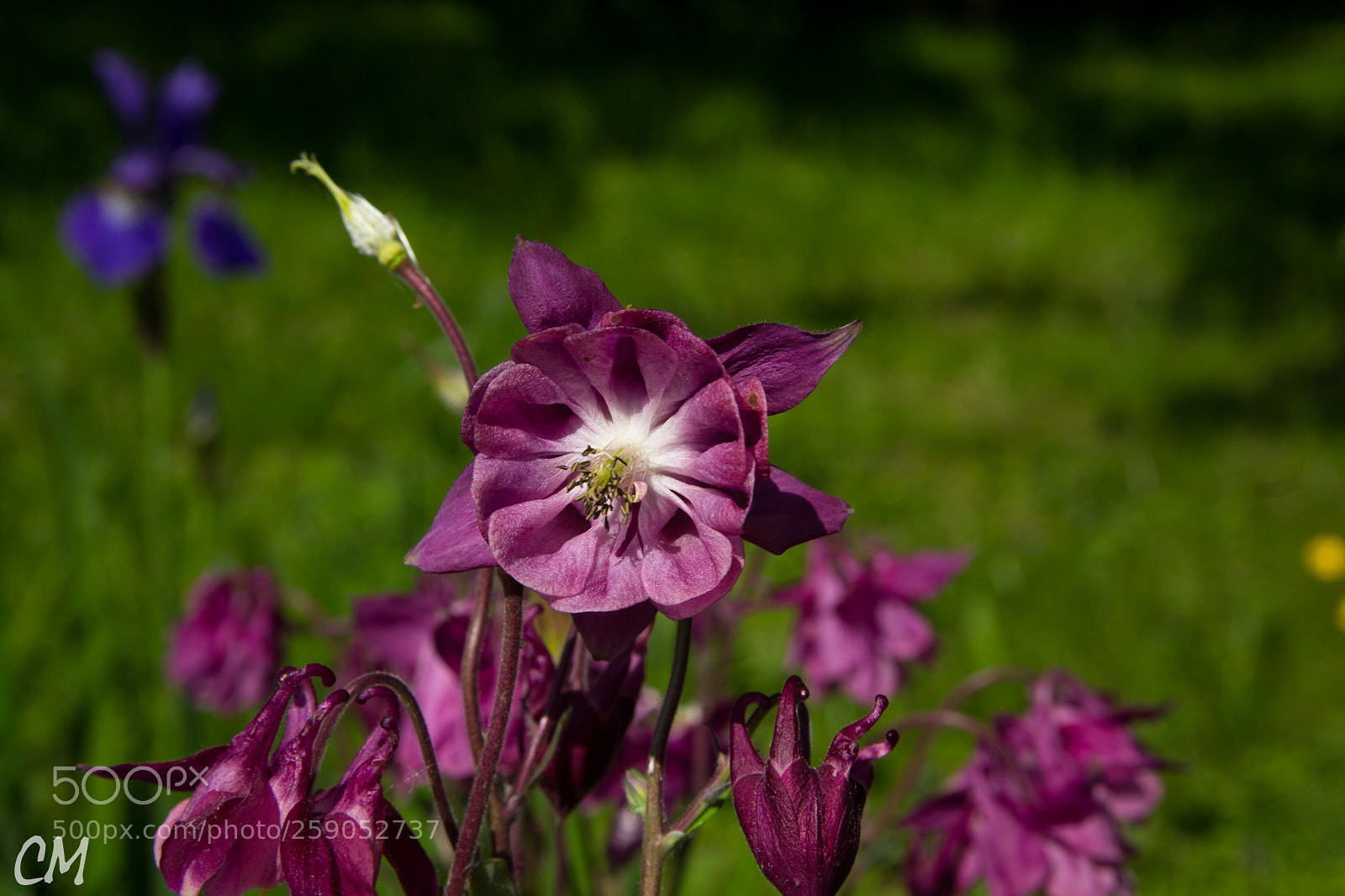 Canon EOS 1200D (EOS Rebel T5 / EOS Kiss X70 / EOS Hi) sample photo. In neighbours garden ... photography