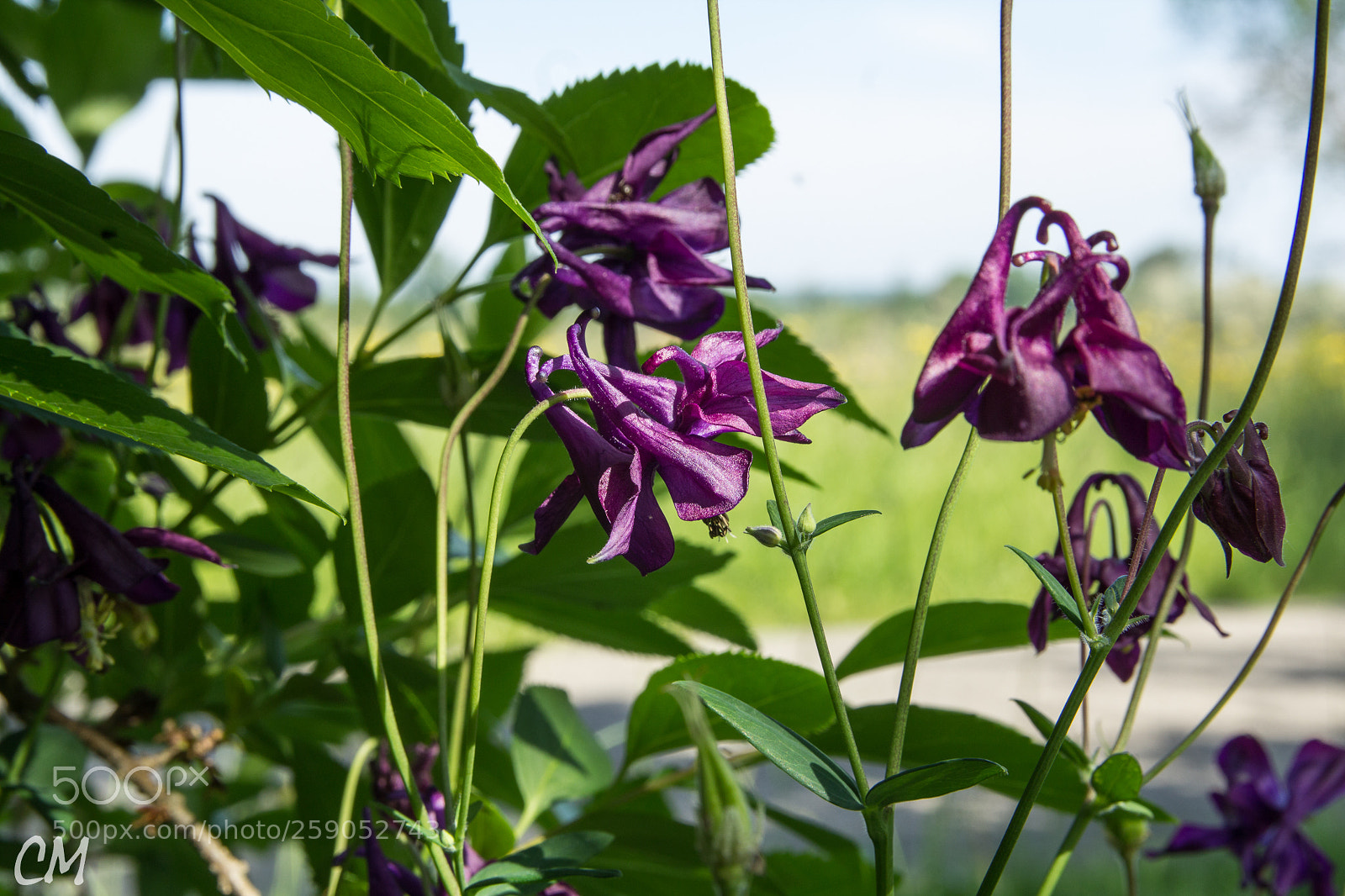 Canon EOS 1200D (EOS Rebel T5 / EOS Kiss X70 / EOS Hi) sample photo. In neighbours garden ... photography
