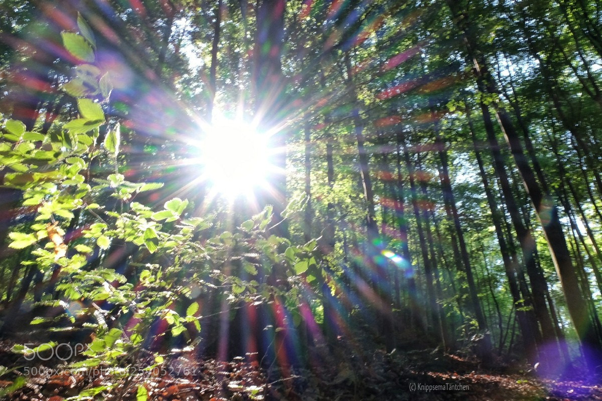 Fujifilm X-T1 sample photo. ... addicted to... lensflares. photography