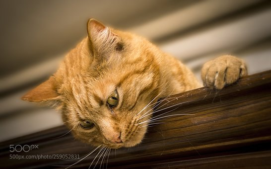 Nikon D7200 sample photo. Cat photography