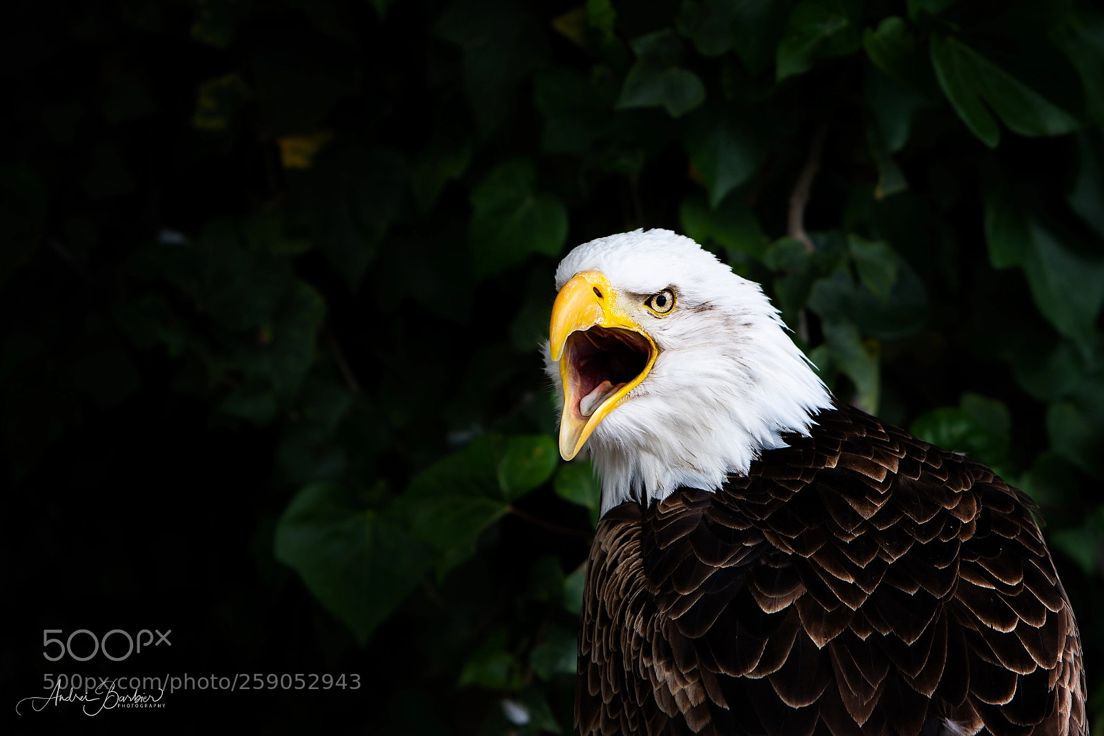 Nikon D7100 sample photo. The eagle photography