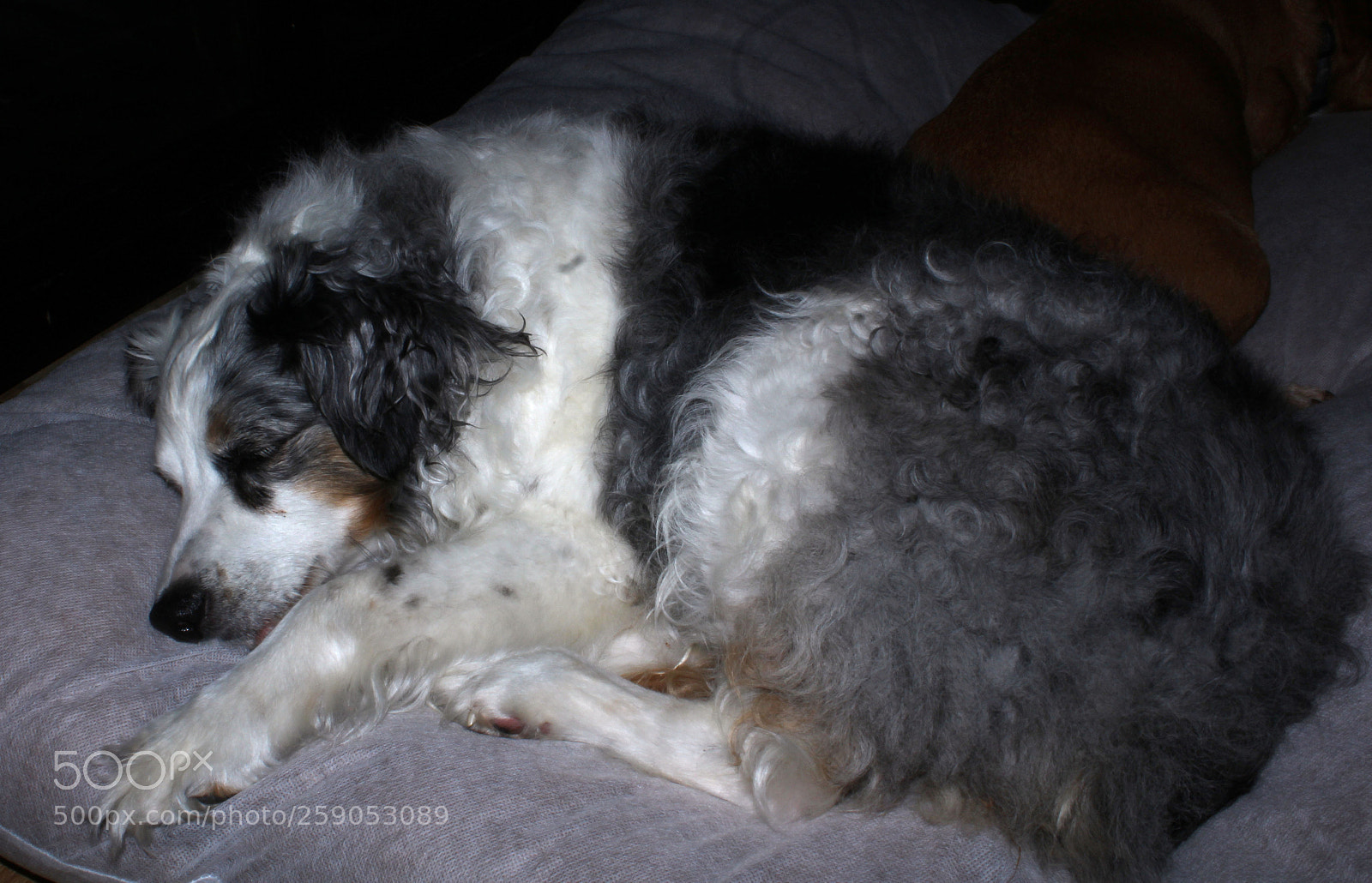 Canon EOS 1200D (EOS Rebel T5 / EOS Kiss X70 / EOS Hi) sample photo. Comfy spot to sleep photography