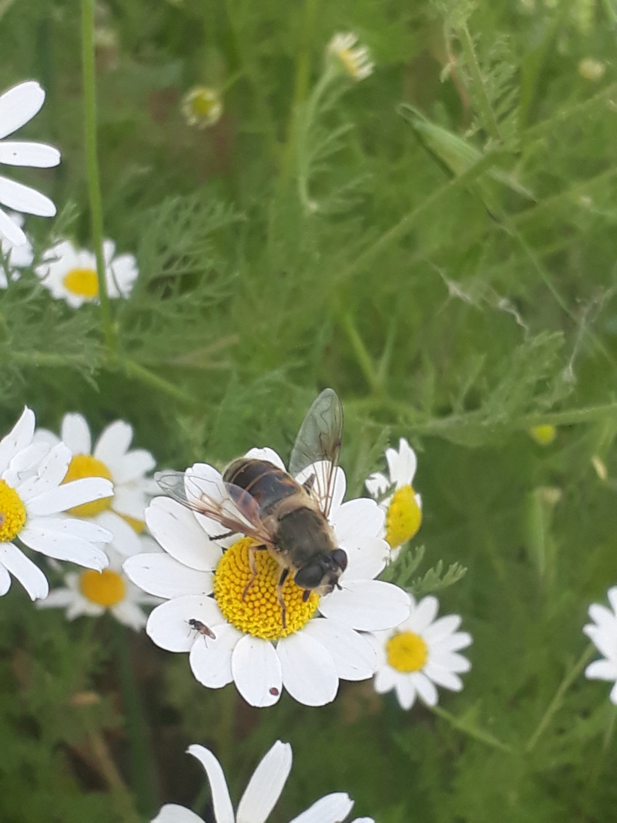 Samsung Galaxy A3(2017) sample photo. Papatya photography