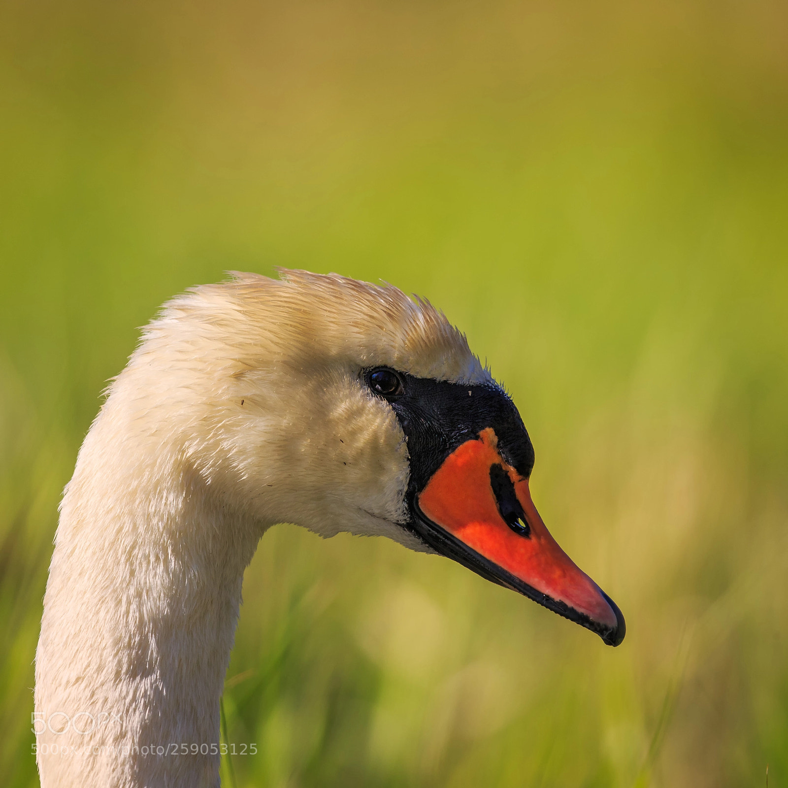 Canon EOS-1D X sample photo. A mute swan posing photography