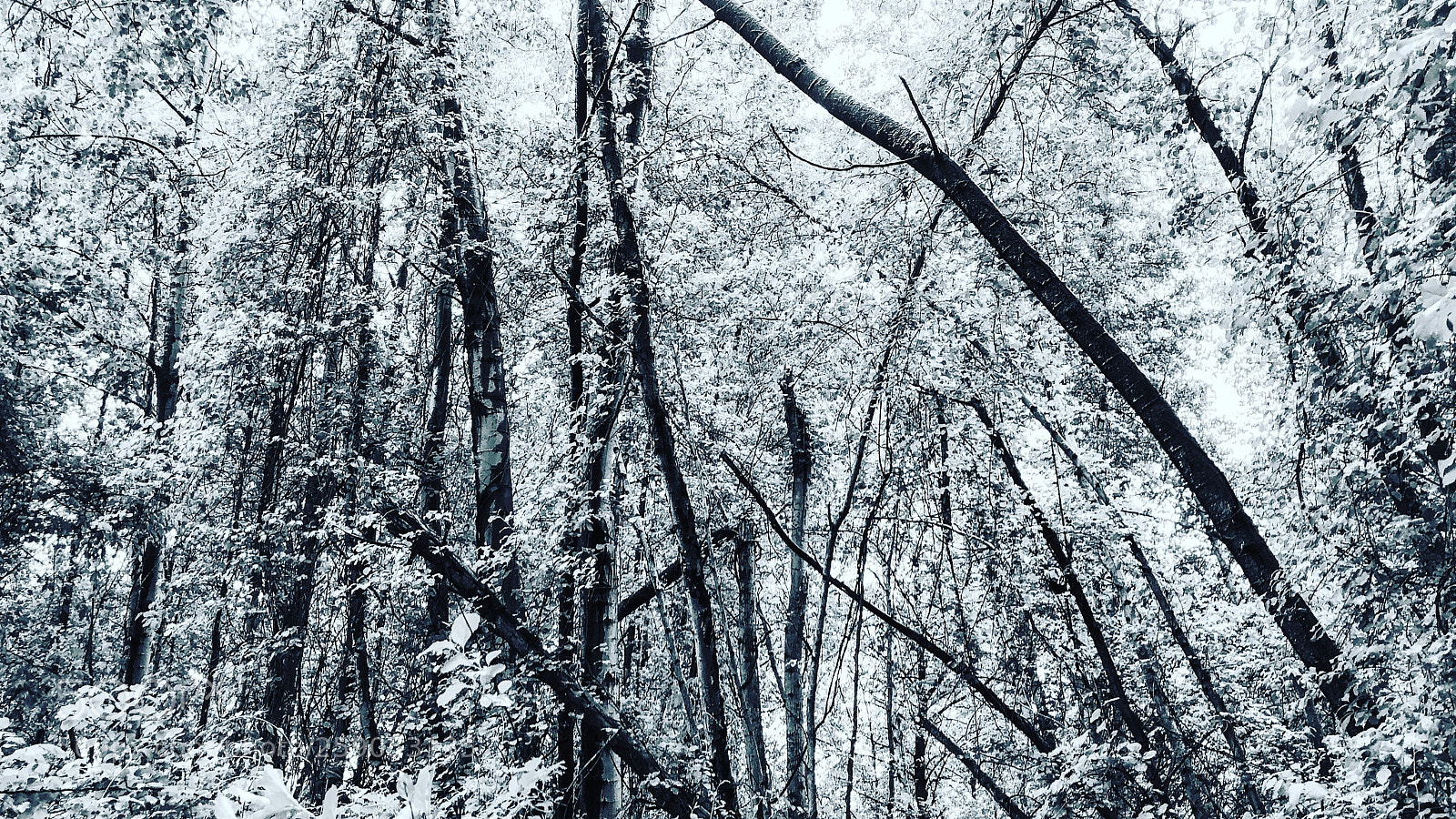 Apple iPhone 8 Plus sample photo. Ghost white forest  photography