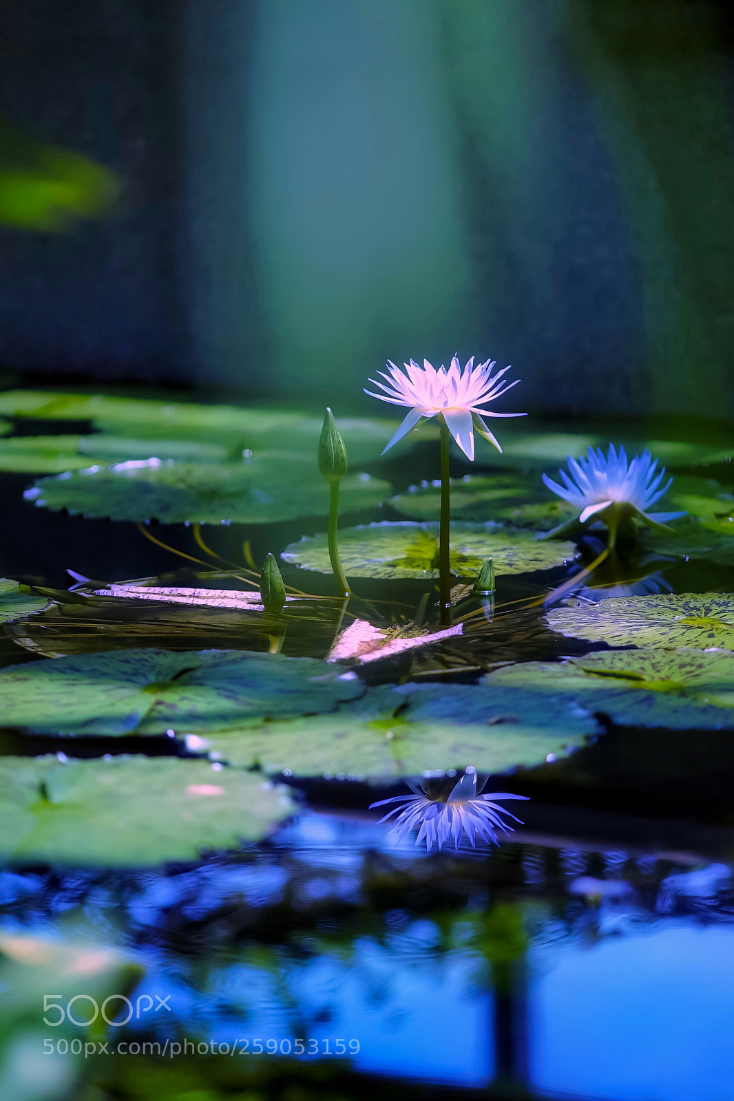 Sony a7S II sample photo. Water lily photography
