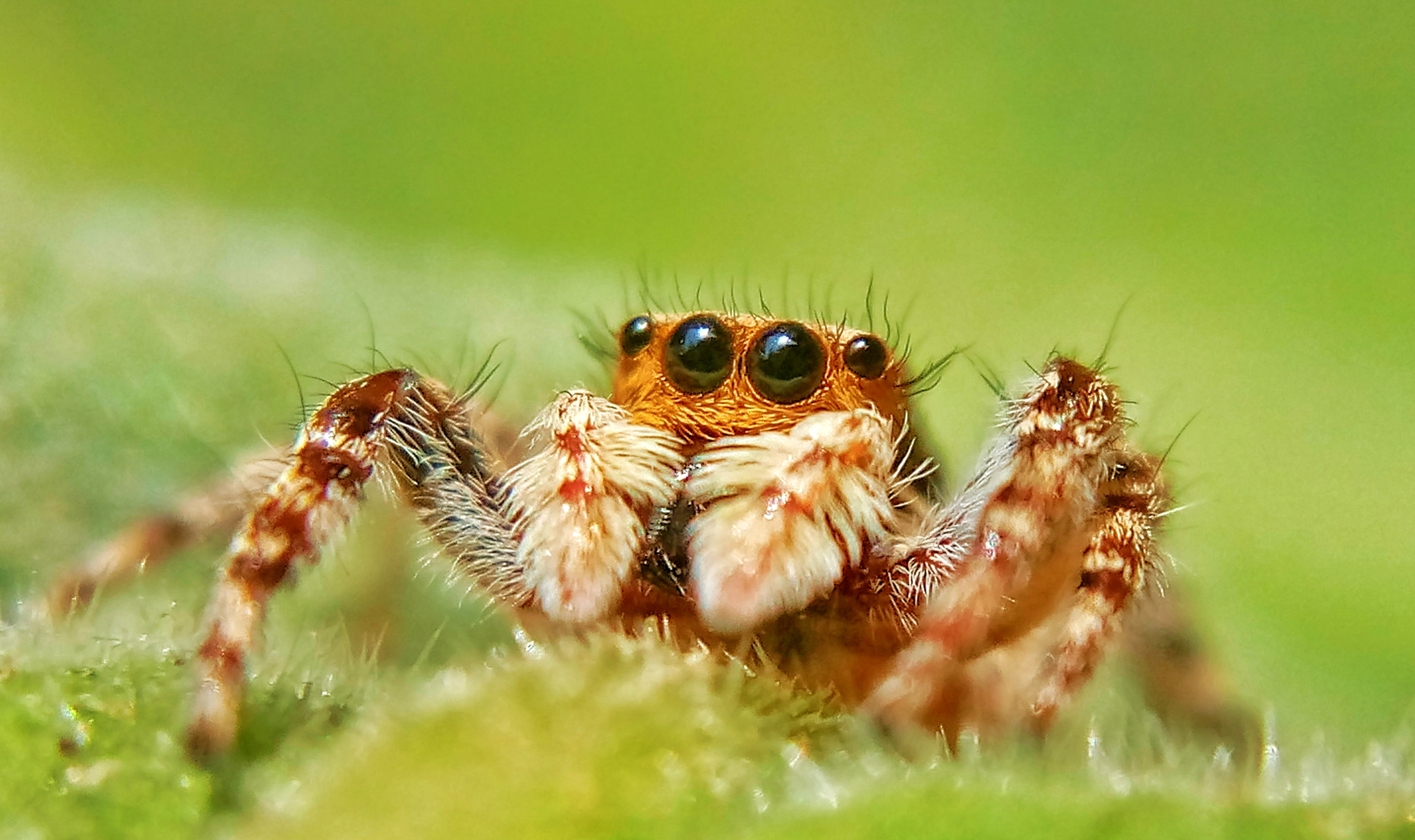 HUAWEI Y5II sample photo. Jumping spider photography