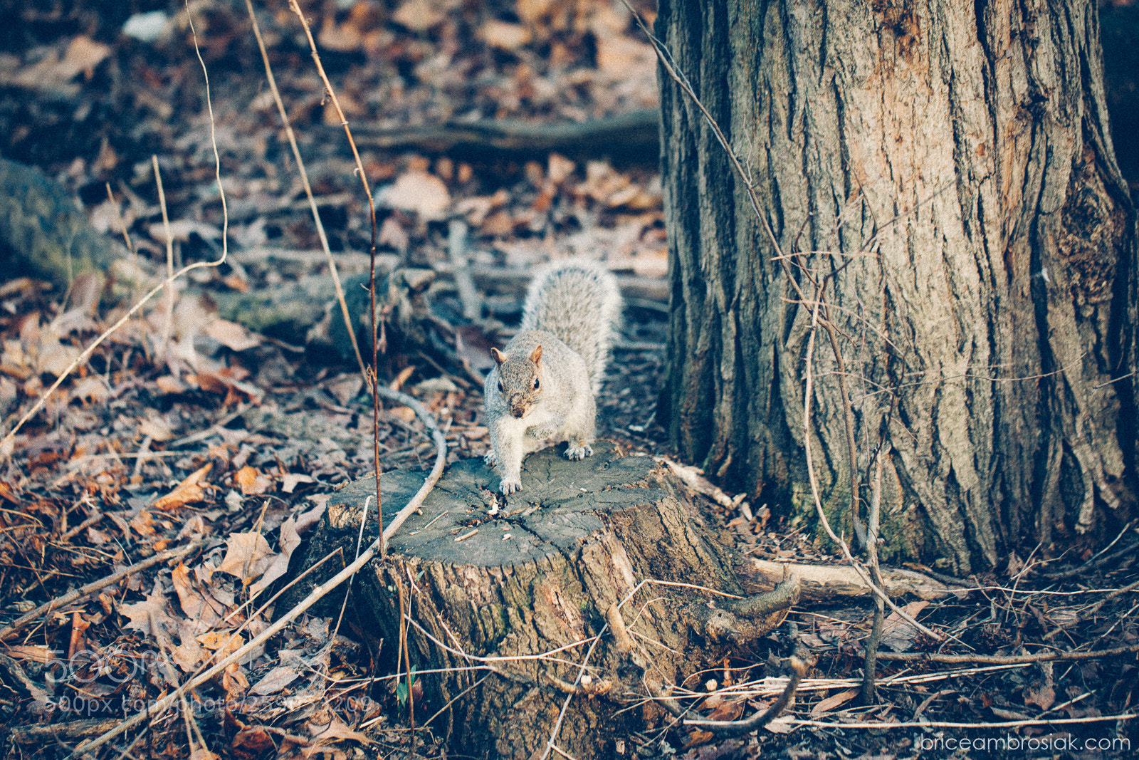 Canon EOS 5D Mark II sample photo. Squirrel ! photography