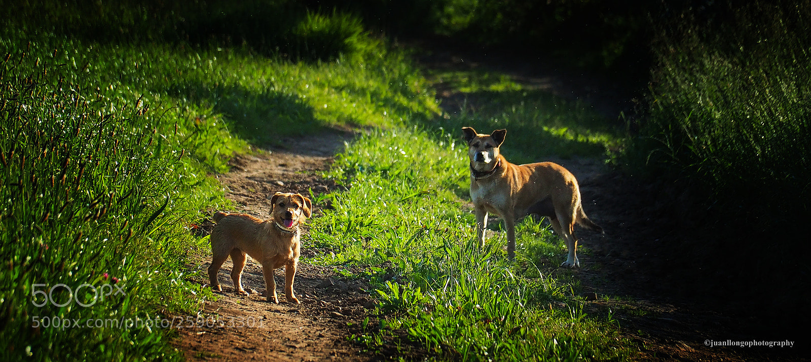 Olympus OM-D E-M10 II sample photo. Bruji y luna photography