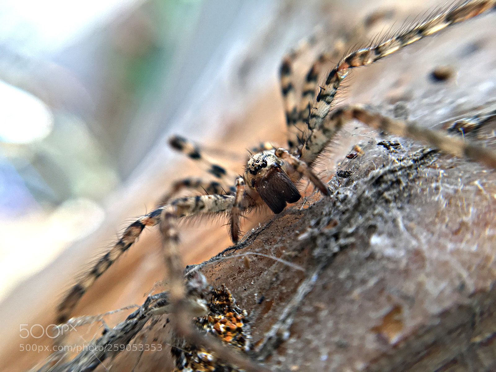 Apple iPhone 6s sample photo. Attack photography