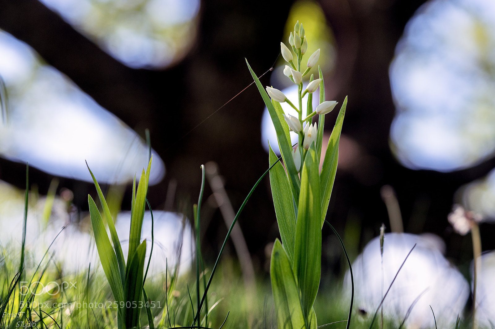 Sony a7 II sample photo. Cephalanthera longifolia photography