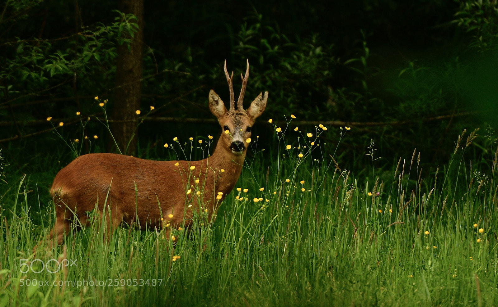 Nikon D850 sample photo. Roe deer in buttercups photography