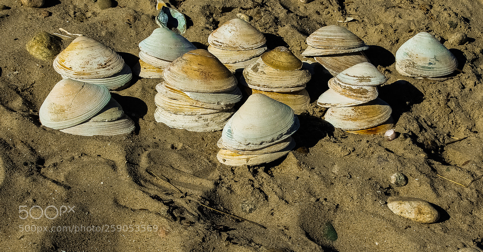 Canon EOS 1300D (EOS Rebel T6 / EOS Kiss X80) sample photo. Shell on shell photography