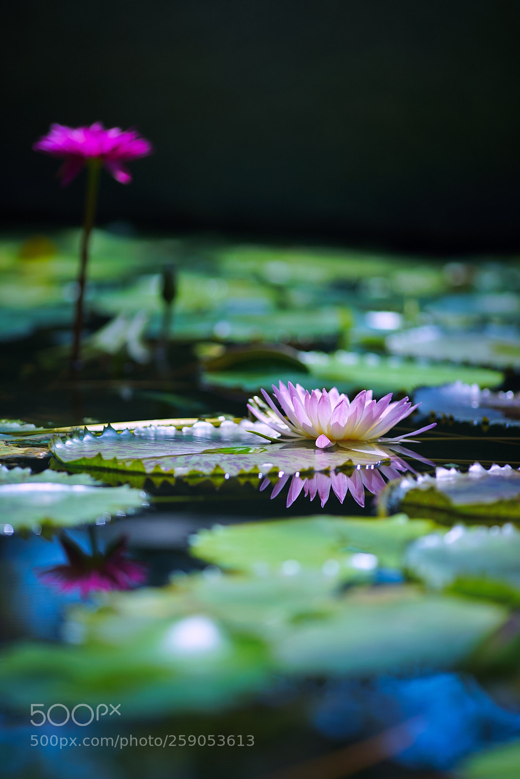 Sony a7S II sample photo. Water lily photography