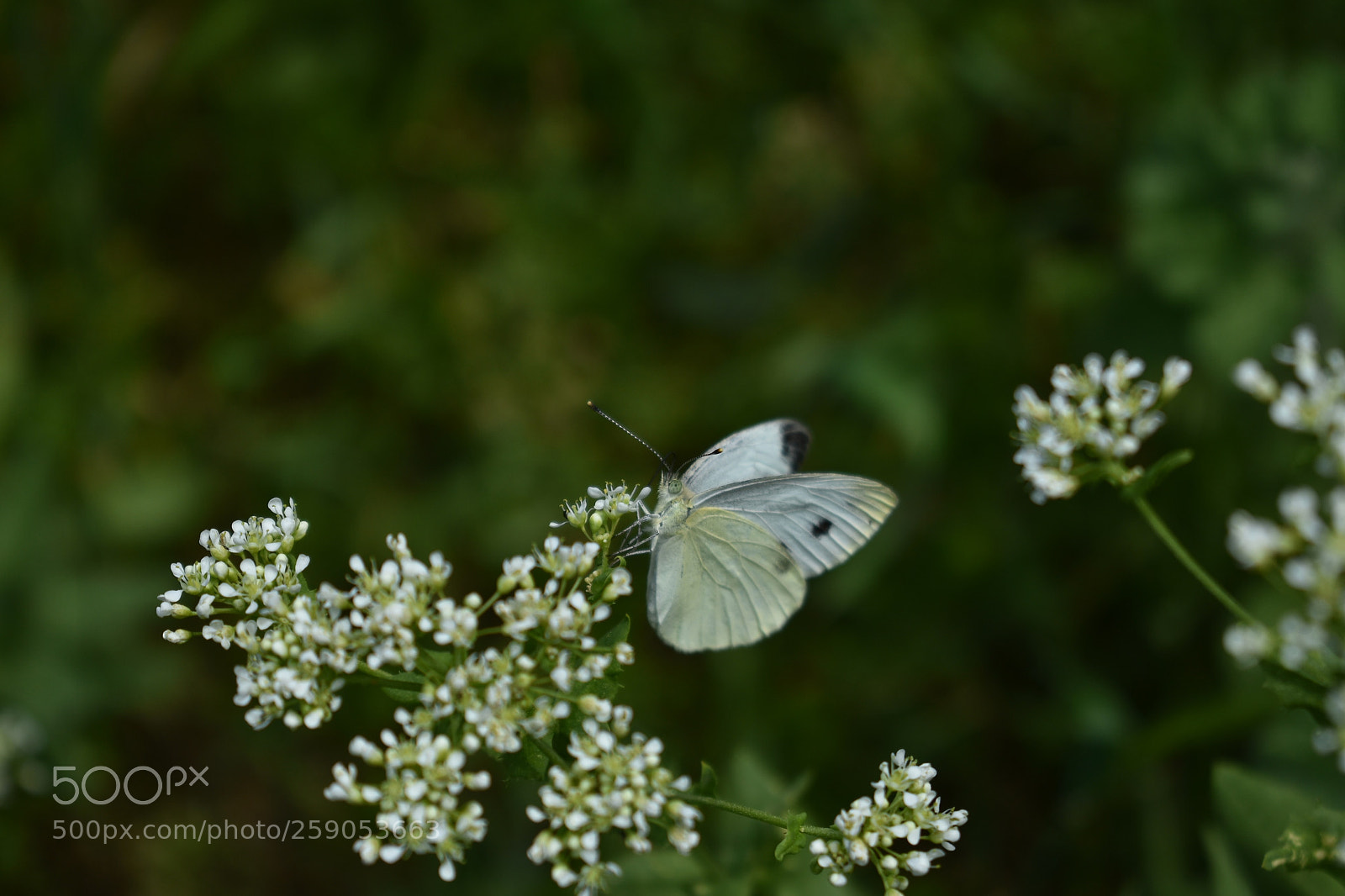 Nikon D3400 sample photo. 9 photography