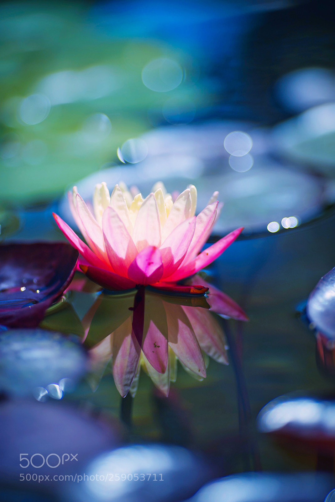 Sony a7S II sample photo. Water lily photography