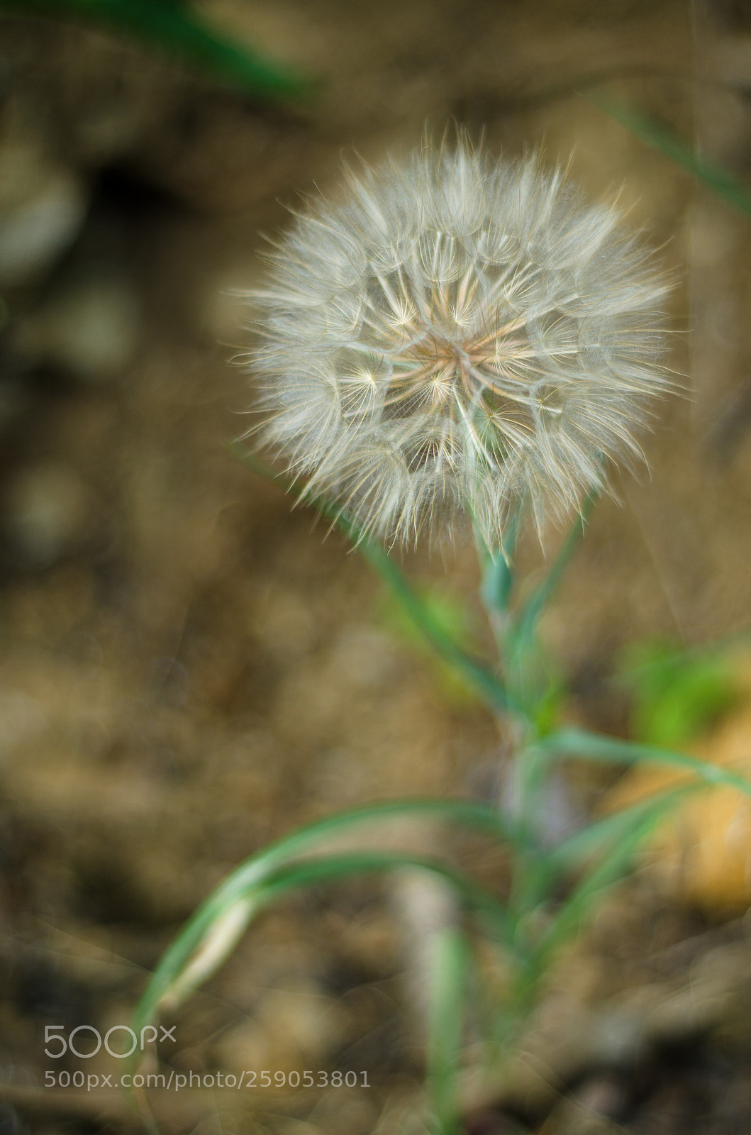 Nikon D7000 sample photo. Dandelion photography