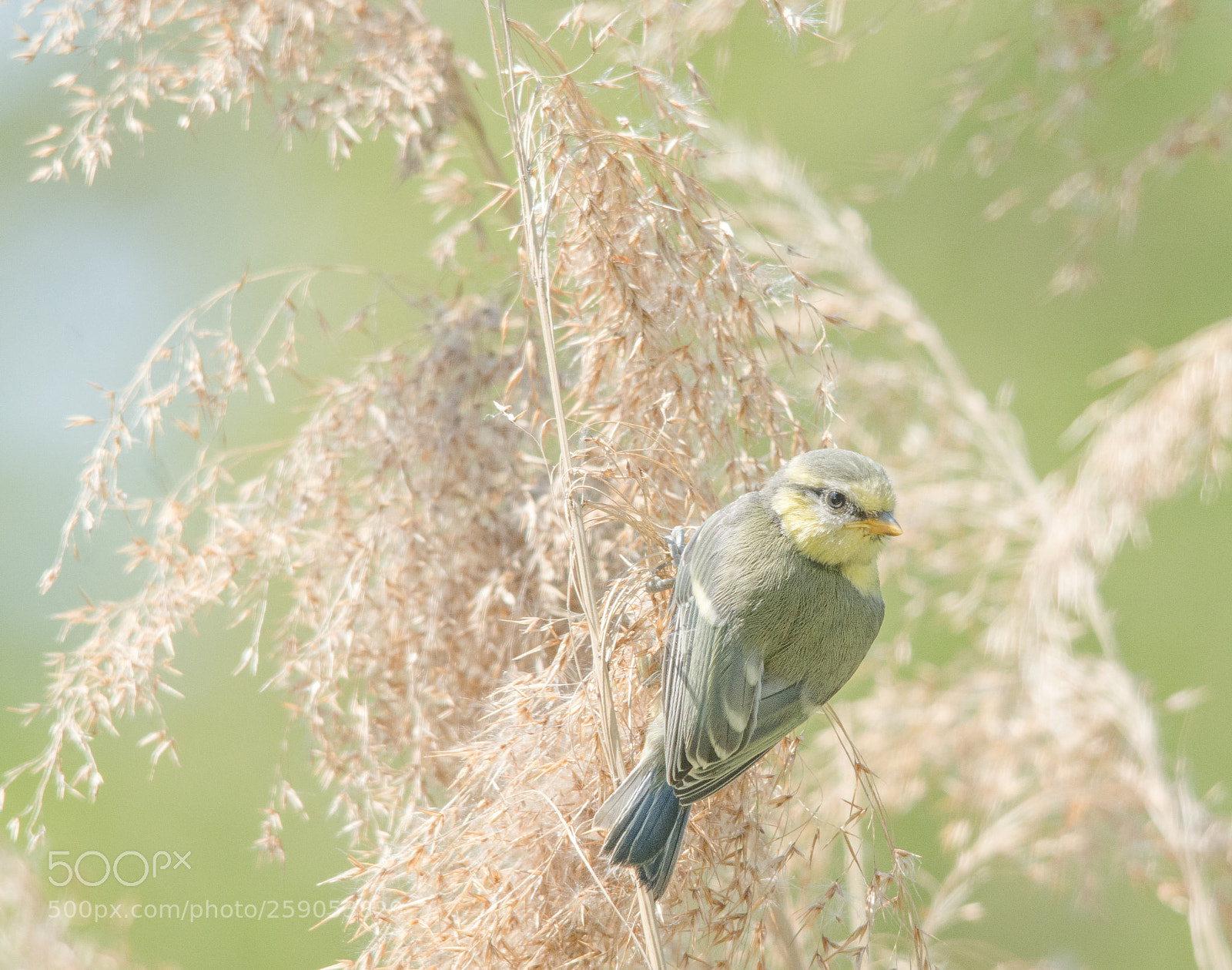 Nikon D7100 sample photo. Mésange... photography