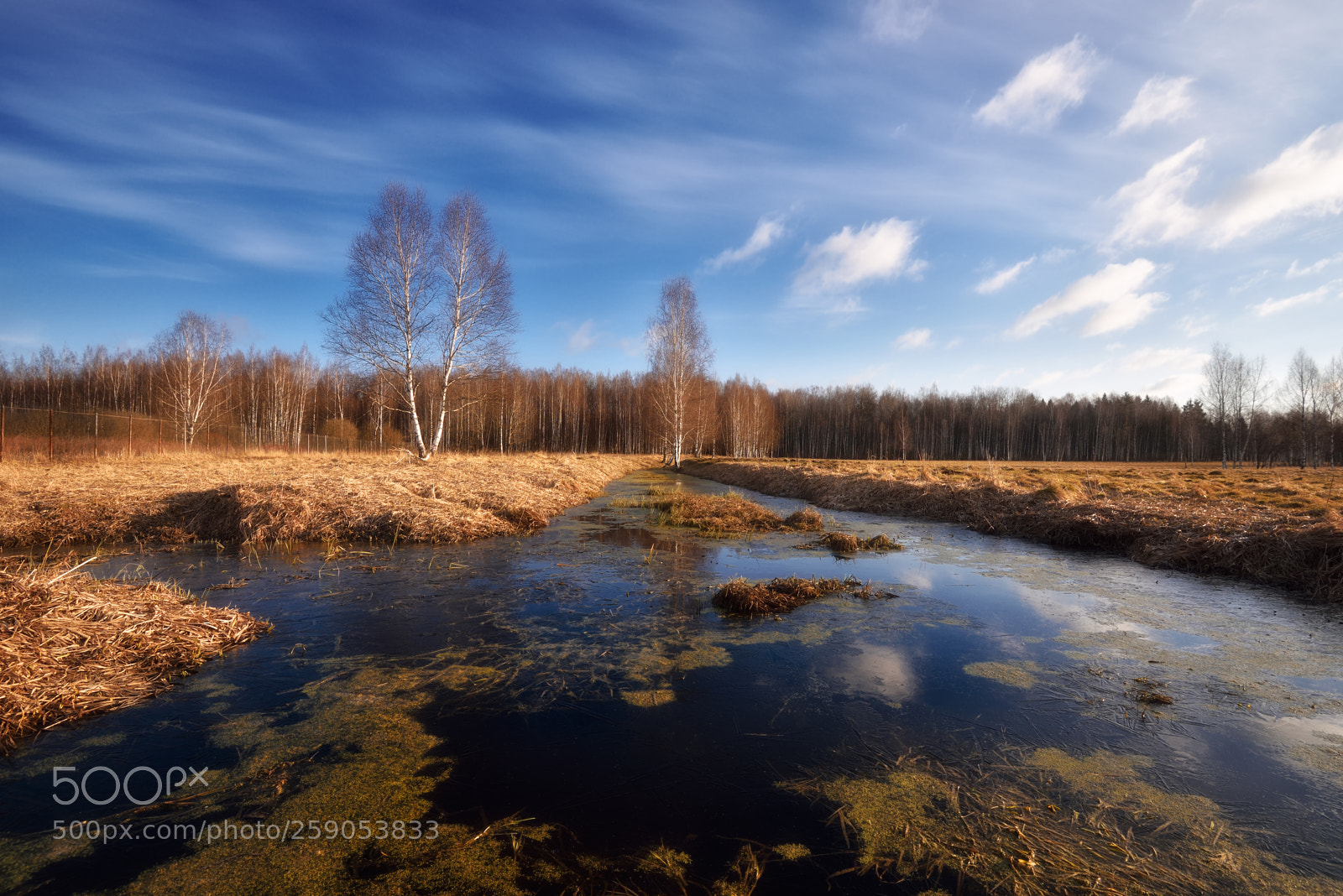 Nikon D750 sample photo. весенним утром photography