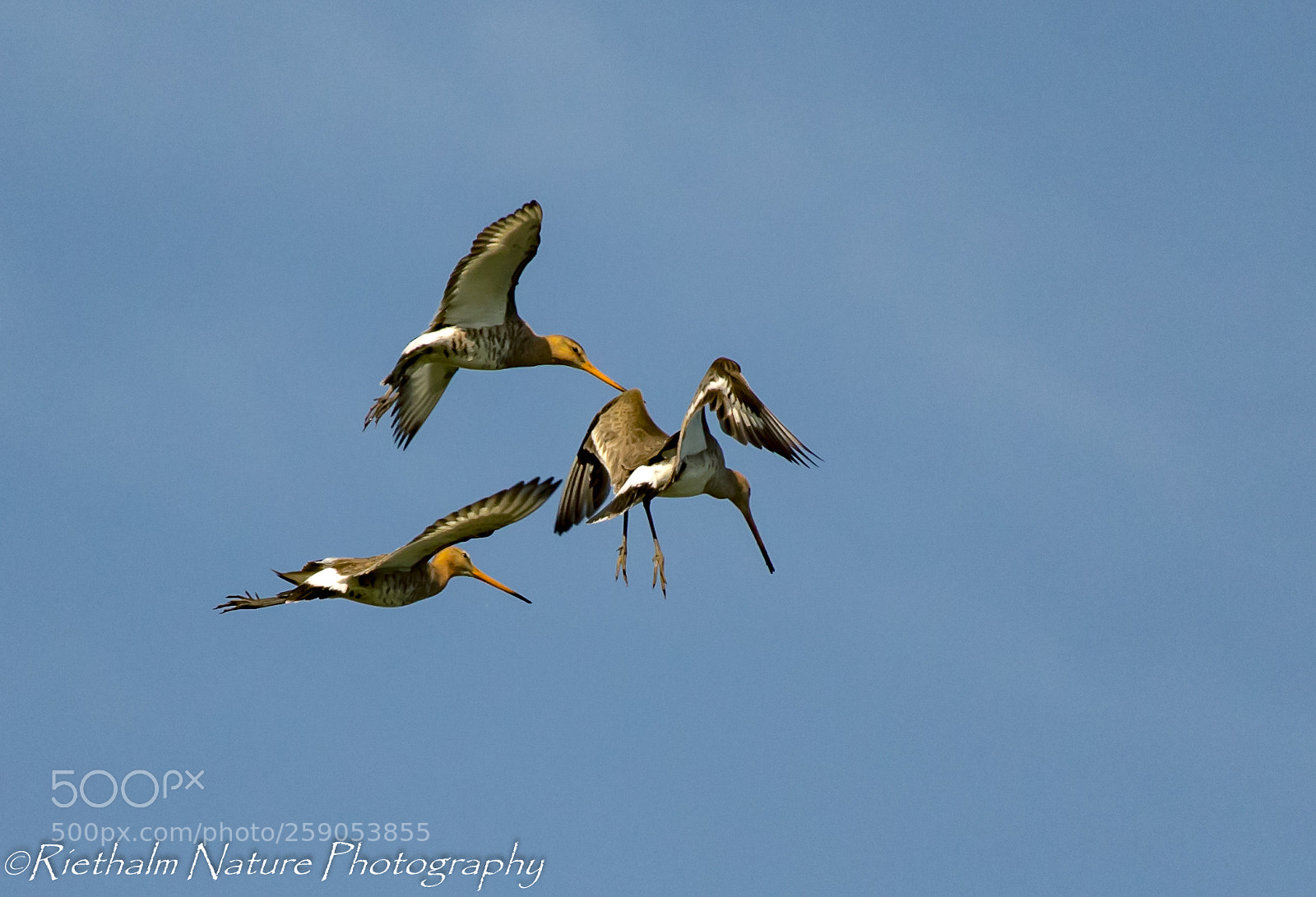 Canon EOS 7D Mark II sample photo. Grutto's / godwit photography
