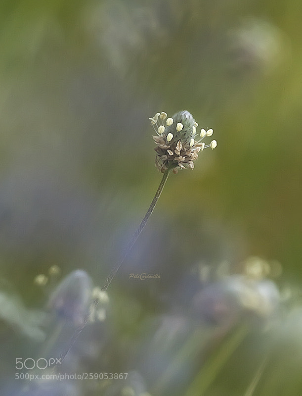 Olympus E-3 sample photo. Un paseo por el photography
