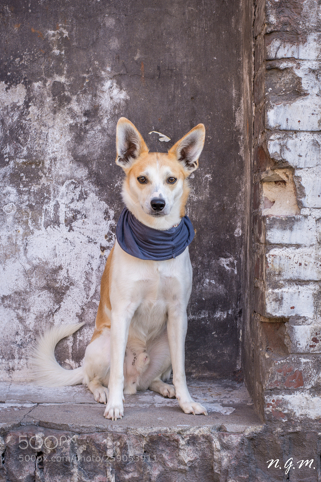 Nikon D7200 sample photo. Another dog in the photography