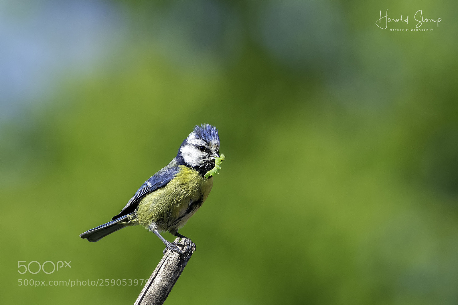 Olympus OM-D E-M1 Mark II sample photo. Tomtit with caterpillar photography