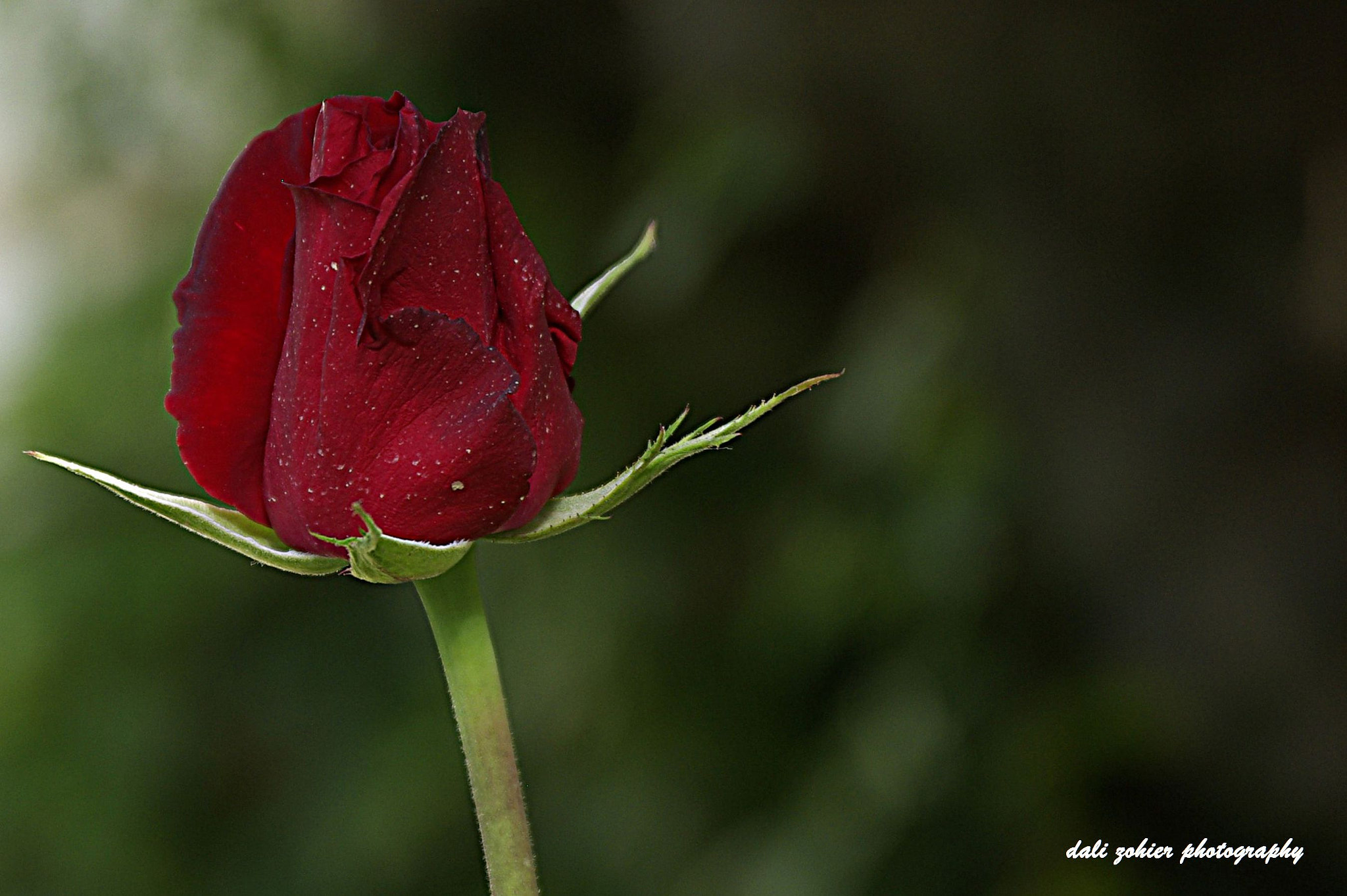 Pentax smc DA 17-70mm F4.0 AL (IF) SDM sample photo. ‫‬ photography