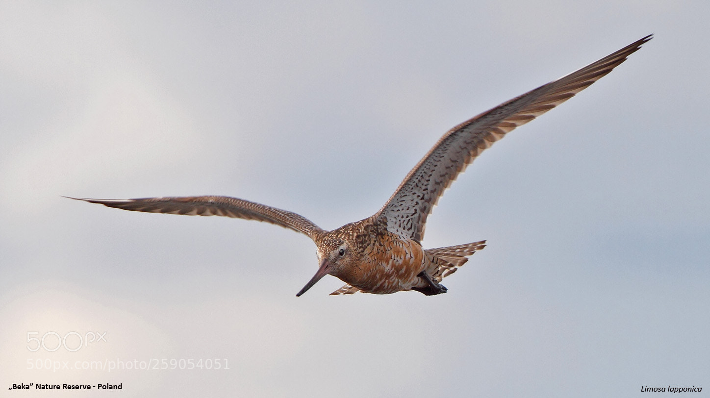 Canon EOS 7D sample photo. Bar-tailed godwit in flight photography
