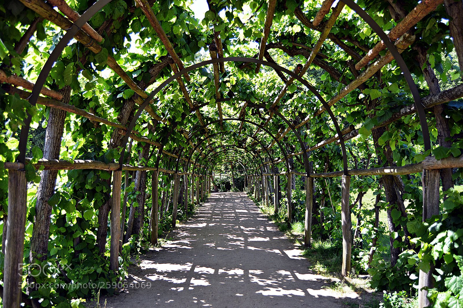 Nikon D3200 sample photo. Natural tunnel in sans photography